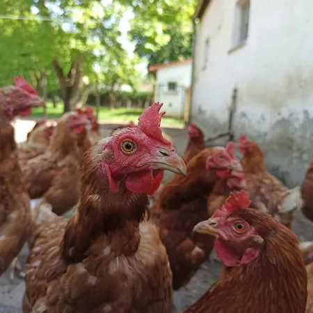 Ferienhaeuschen Kastaniennallee Im Herzen Von Ruegen * Samtens